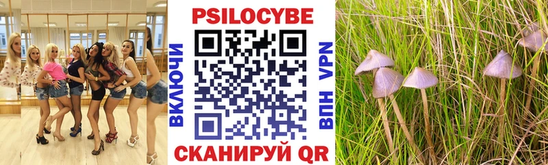 Купить закладки  Сокол  Галлюциногенные грибы Psilocybe 